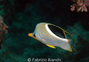 Great Barrier Reef
Butterfly fish by Fabrizio Bianchi 